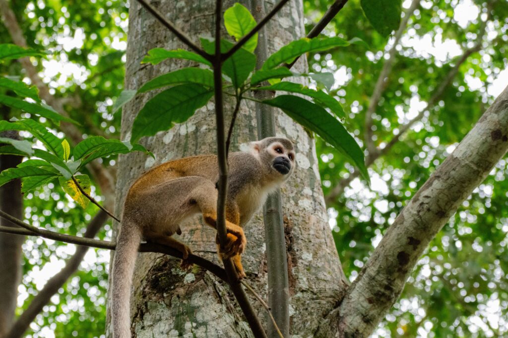 monkey-in-trees