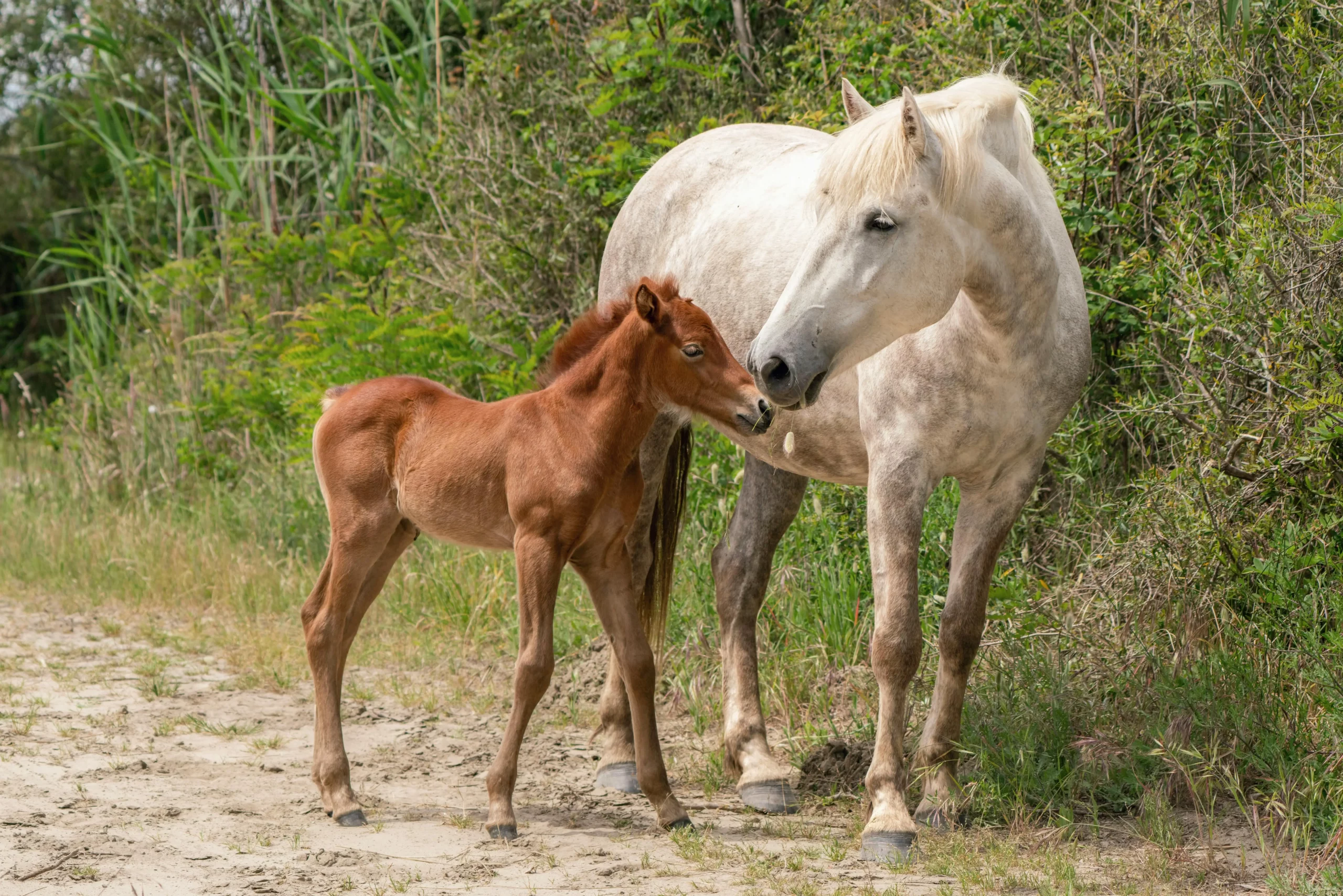 A chestnut-colored foal stands beside a white adult horse on a sandy path, gently touching noses. The horses are surrounded by green grass and dense shrubs, creating a peaceful natural scene.